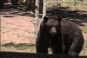 Bear3
