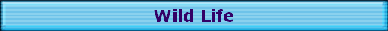 Wild Life